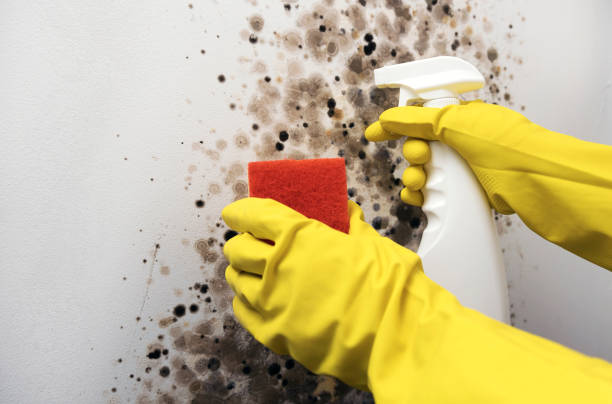 Best Mold Removal Company Near Me  in Albemarle, NC