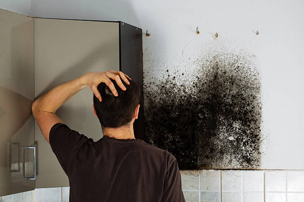 Best Mold Removal and Inspection  in Albemarle, NC